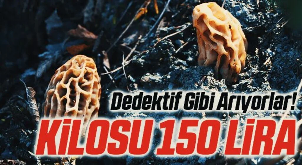 Samsun'da Dedektif Gibi Arıyorlar! Kilosu 150 Lira