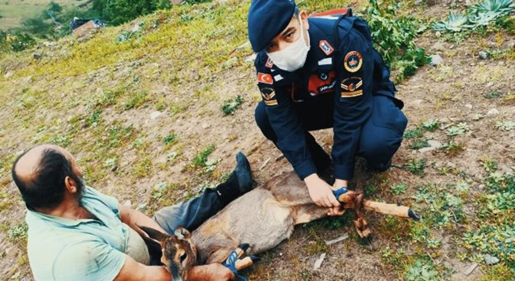 Samsun'da Mehmetçik tarafından yaralı bulunan ceylan tedavi altına alındı