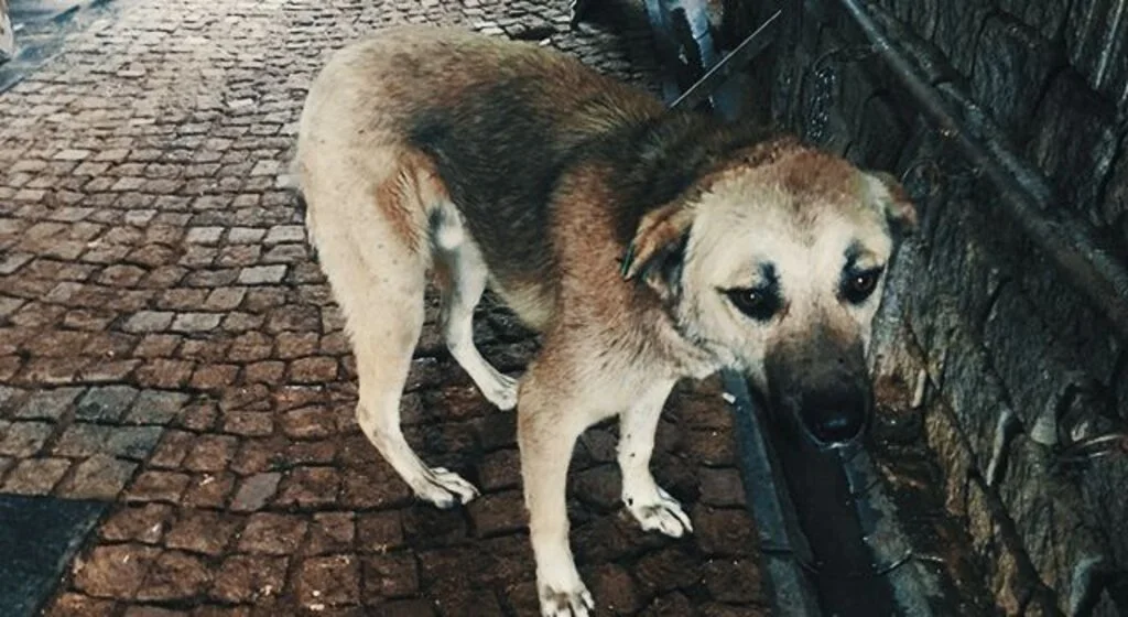 Samsun'da yaralı sokak köpeklerine şefkat