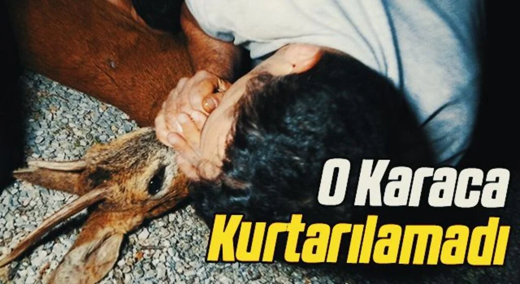Seferber oldular ama karaca kurtarılamadı 