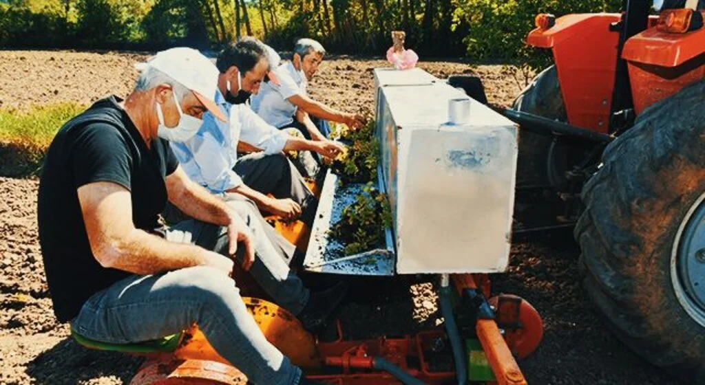 Üreticiye 225,5 bin tıbbi aromatik fide desteği