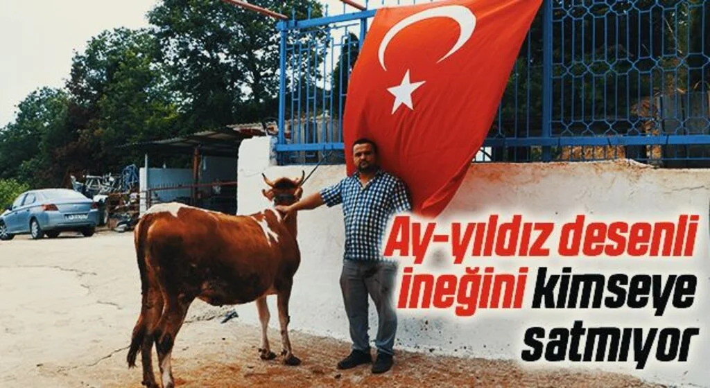 Ay-yıldız desenli ineğini kimseye satmıyor