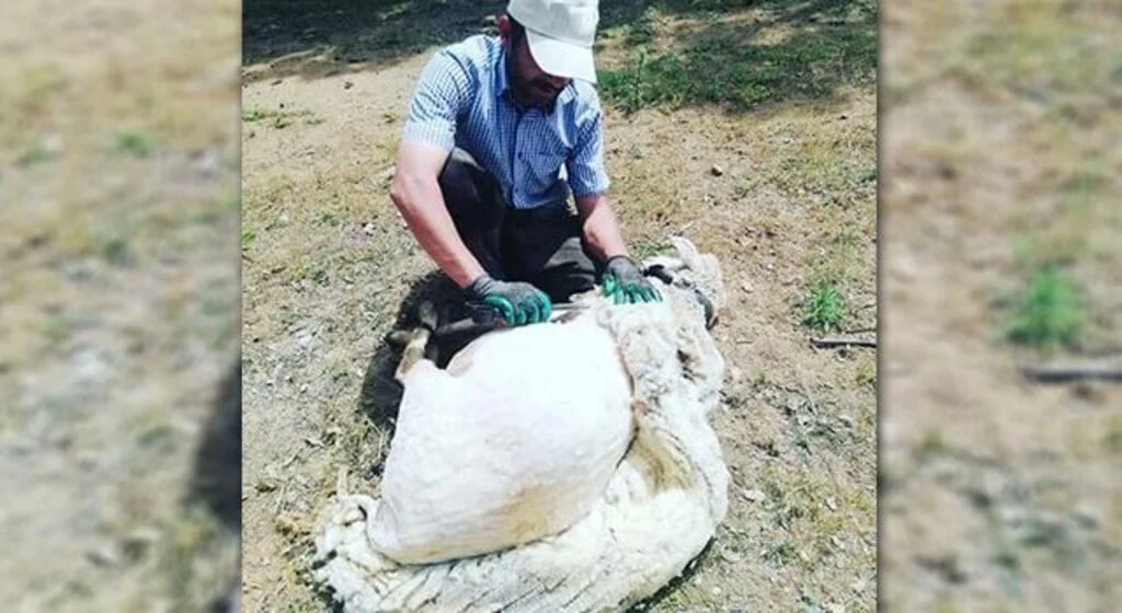 Besiciye koyun kırkımı uyarısı