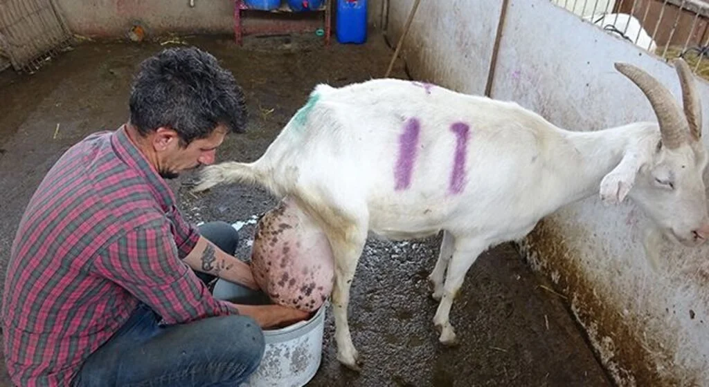 Bir günde ağırlığının yarısı kadar süt vererek rekor kırdı