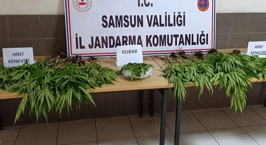 Çarşamba’da 81 kök kenevir ele geçirildi