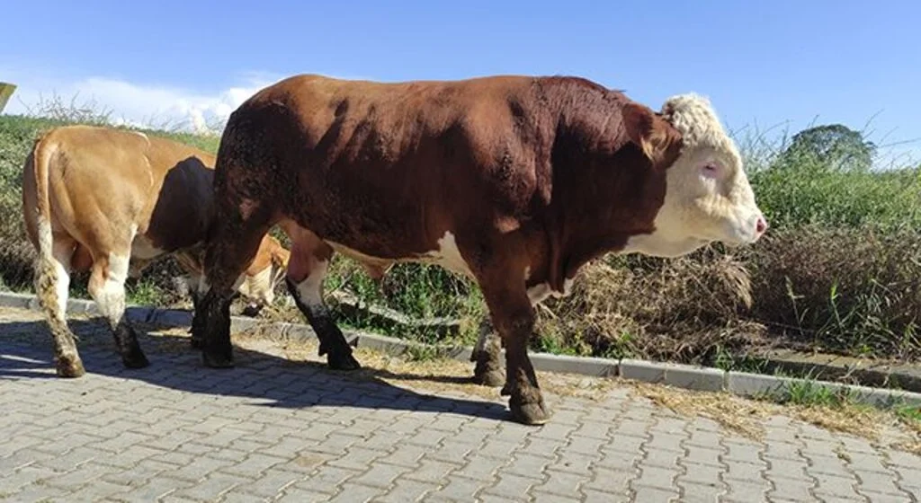 Çıktığı baskülü kıran canavar, ikinci el otomobil fiyatına satışta