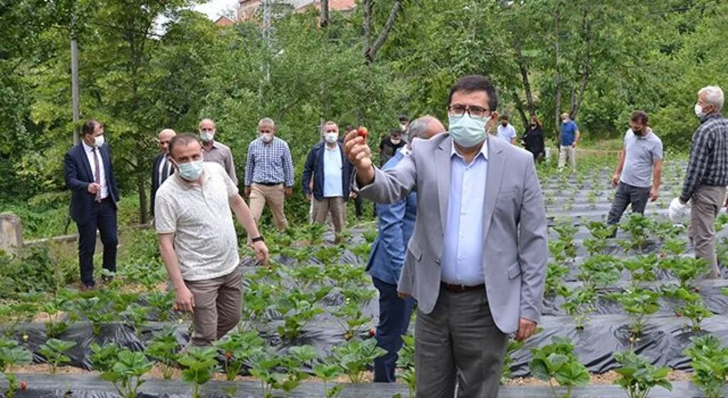 Dürtmen Yaylası çilek hasat etkinliği