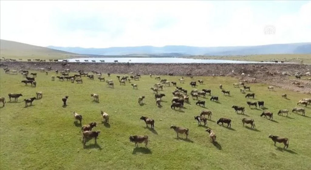 Hayvancılığın merkezinde kurulacak 'yem rasyon hazırlama tesisi' besiciliğe destek olacak
