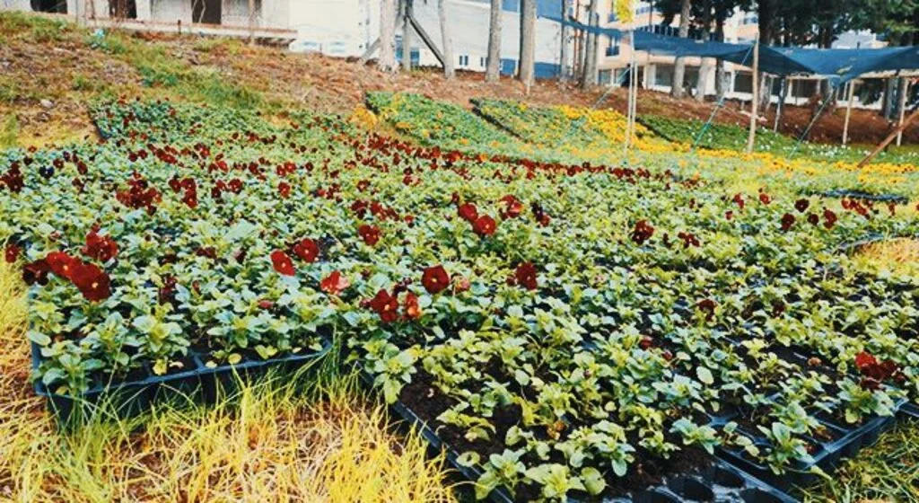 İlkadım’da mevsimlik 100 bin çiçek toprakla buluştu