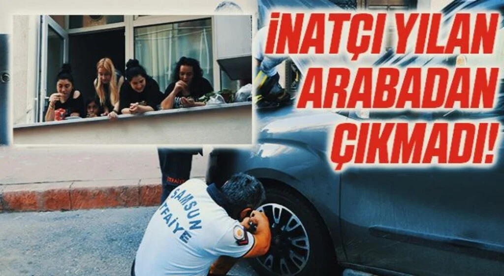 İnatçı yılan otomobilden çıkmadı