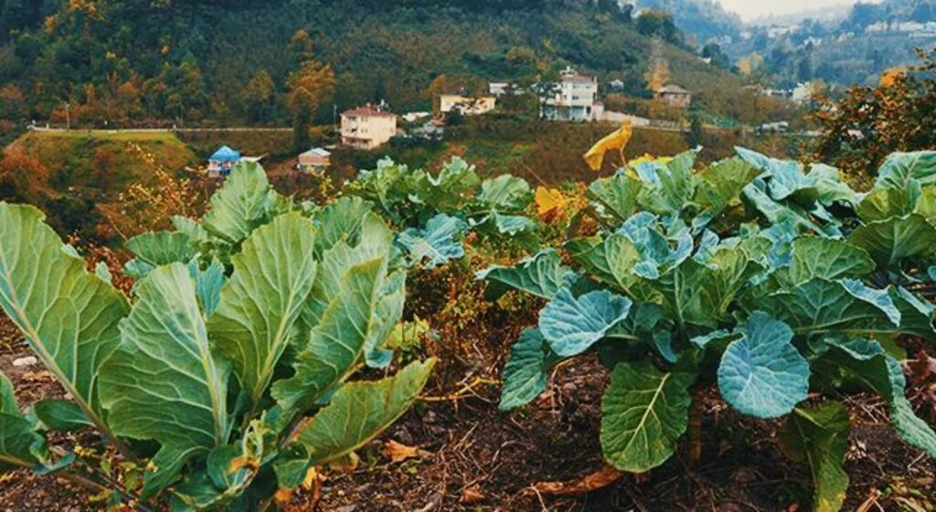 Karadenizliye müjde: Karalahana guatr yapmıyor