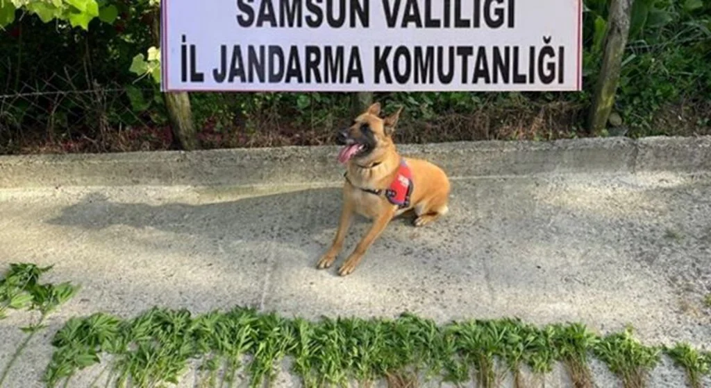 Samsun'da 326 kök kenevir bitkisi ele geçirildi
