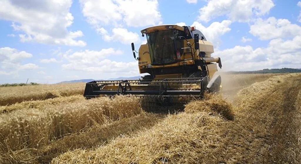 Samsun'da buğday hasat sezonu başladı