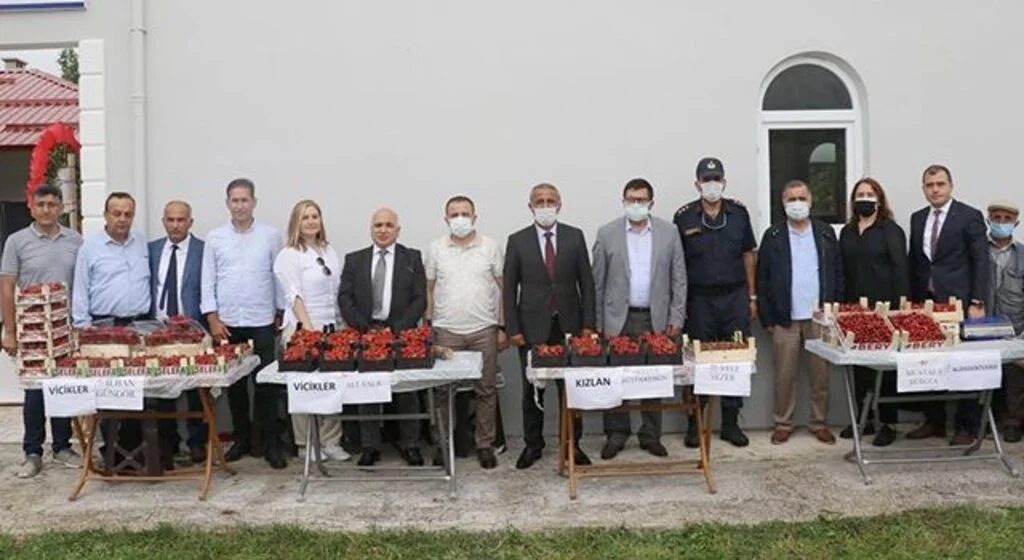 Samsun'da çilek üretimi yaygınlaşıyor