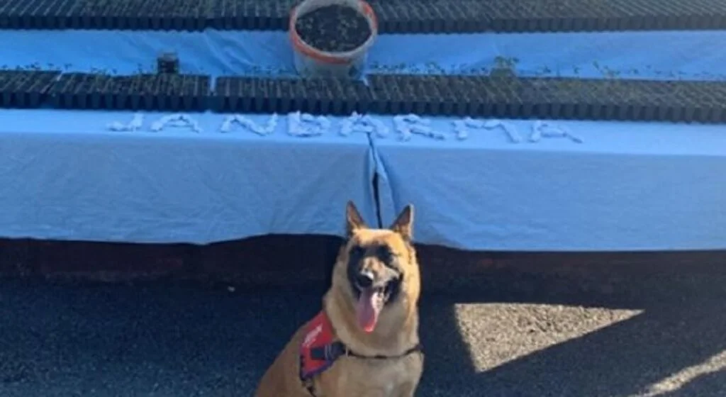 Samsun'da Dedektör köpeği ‘Ozon’dan Büyük Başarı