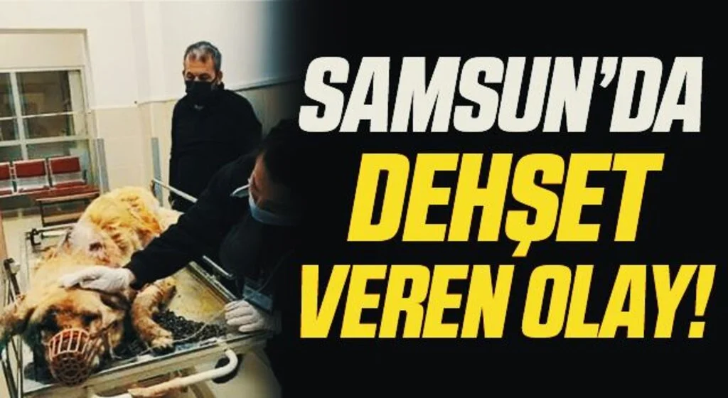 Samsun'da Dehşet Veren Olay! Köpeğe Baltayla Saldırdılar