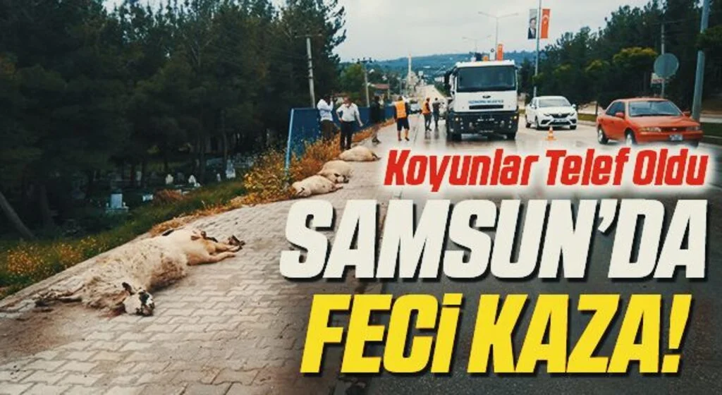 Samsun'da kamyonetin çarptığı sürüdeki 17 koyun telef oldu