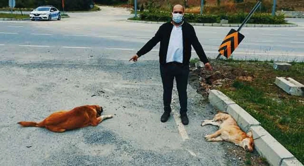 Samsun'da Köpek, kazada ölen diğer köpeğin yanından ayrılmadı