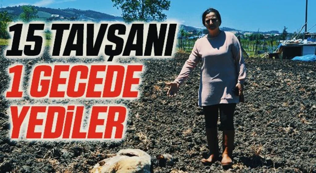 Samsun'da Köpekler evin bahçesindeki tavşan, tavuk ve koyunları telef etti