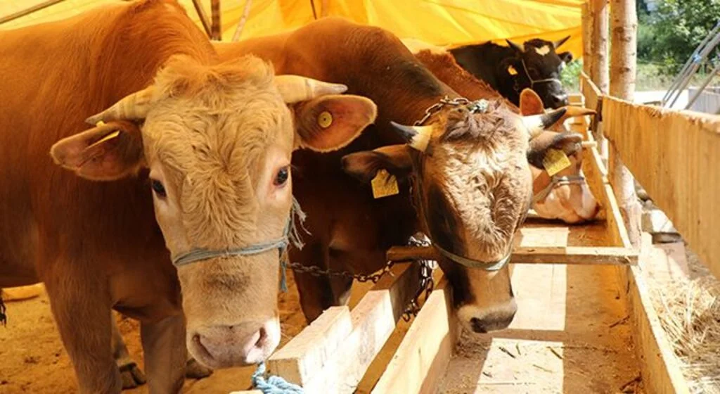 Samsun’da kurbanlık fiyatları belli oldu