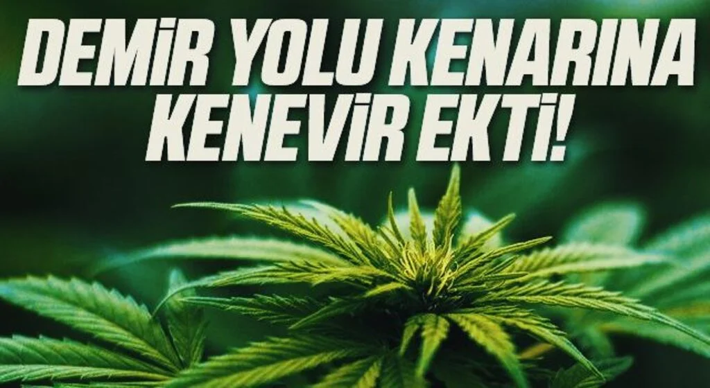 Samsun'da tarlaya ve demir yolu kenarına kenevir ekmeye gözaltı