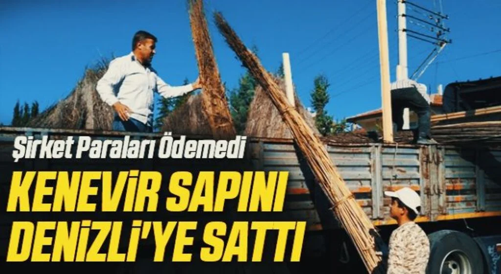 Şirket Paraları Ödemedi Kenevir sapını Denizli'ye sattı