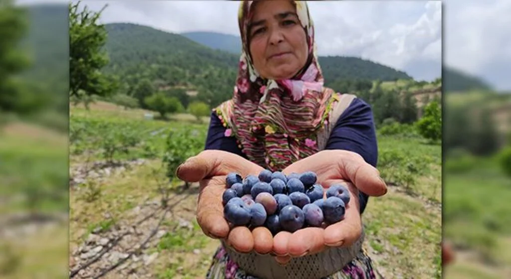 Üreticinin yüzü güldü kilosunu 100 liradan satıyorlar