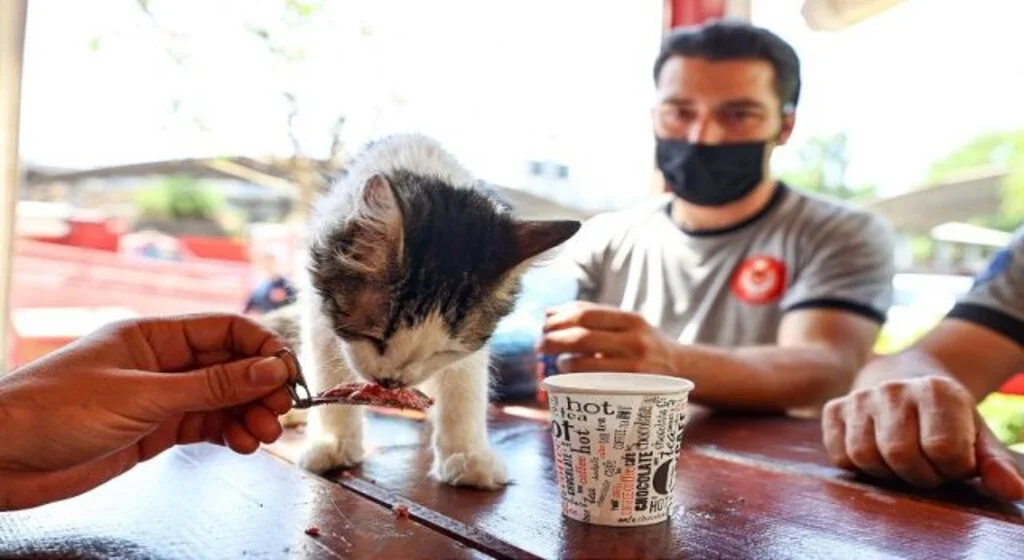 Yangında kurtarılan kediyi İzmir itfaiyesi sahiplendi