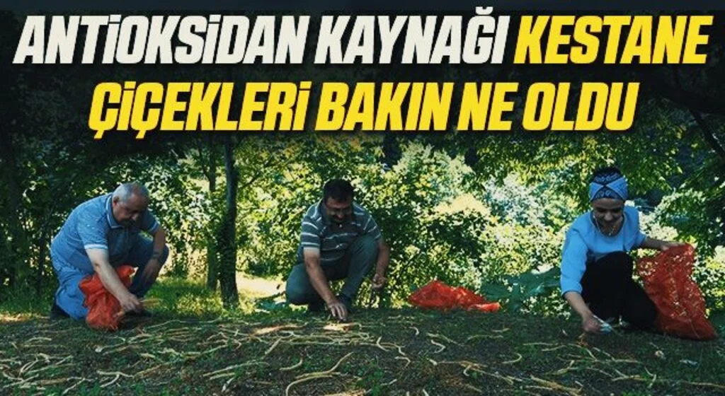 Antioksidan kaynağı kestane çiçekleri 'çay' oldu