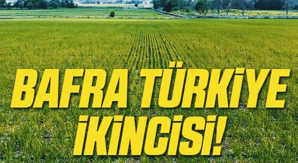 Bafra çeltik üretiminde Türkiye’de 2. sırada