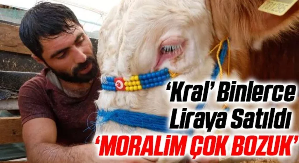 Birlikte uyuduğu boğasıyla gündem olmuştu! 'Kral' 26 bin 500 liraya satıldı
