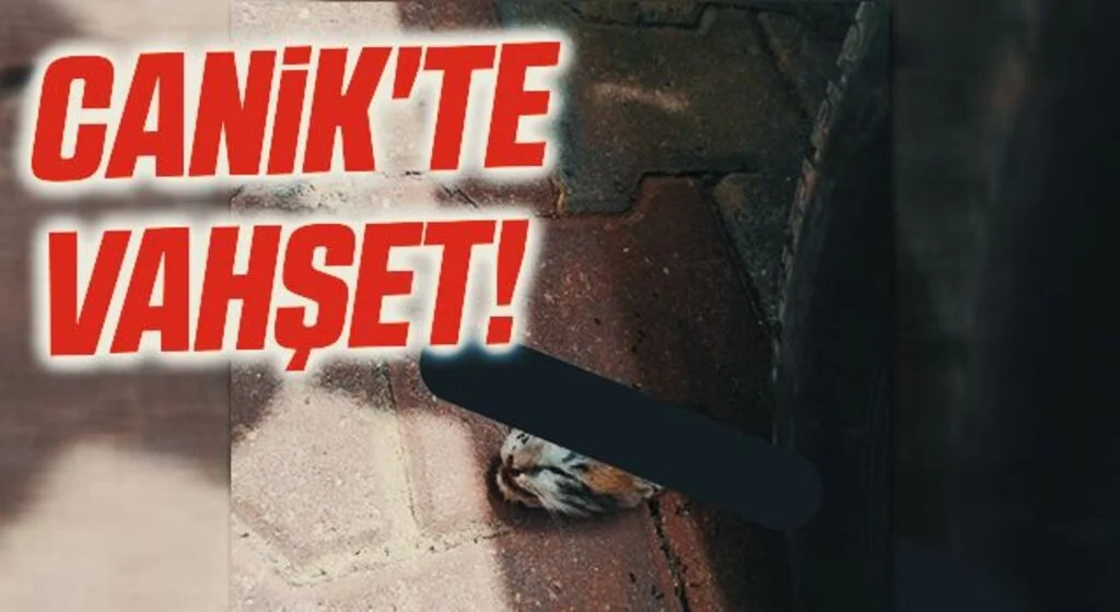 CANİK'TE VAHŞET! Sokak Kedisini...