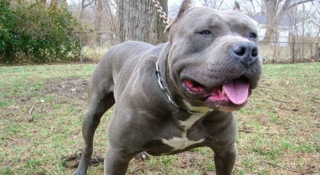 Çarşamba’da ‘Pitbull’ Dehşeti