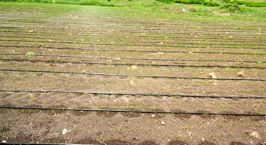 DSİ Genel Müdürü Yıldız, Bafra'da damla sulama ile sulanan çeltik alanlarının 10 bin dekara çıktığını bildirdi