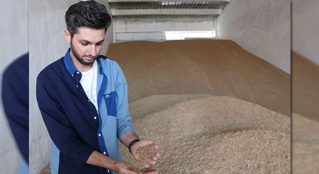 Havza'da hasatla buğday pazarında hareketlilik başladı