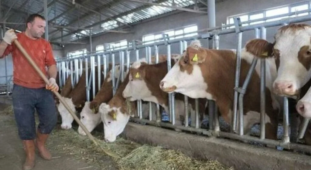 Hayvancılık yatırım desteği başvuruları başladı