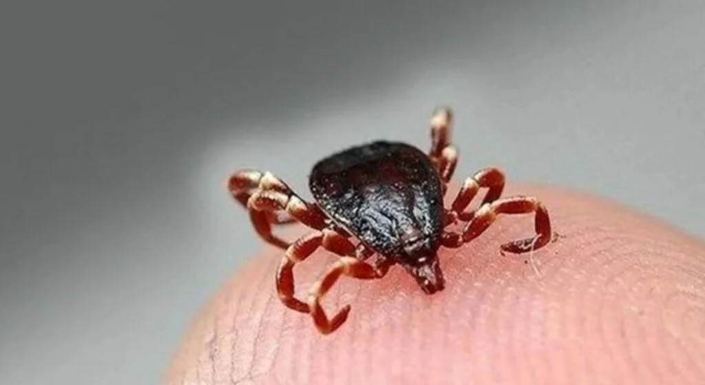Kavak İlçe Sağlık Müdürü Koçoğlu, vatandaşları kene ısırmasına karşı uyardı