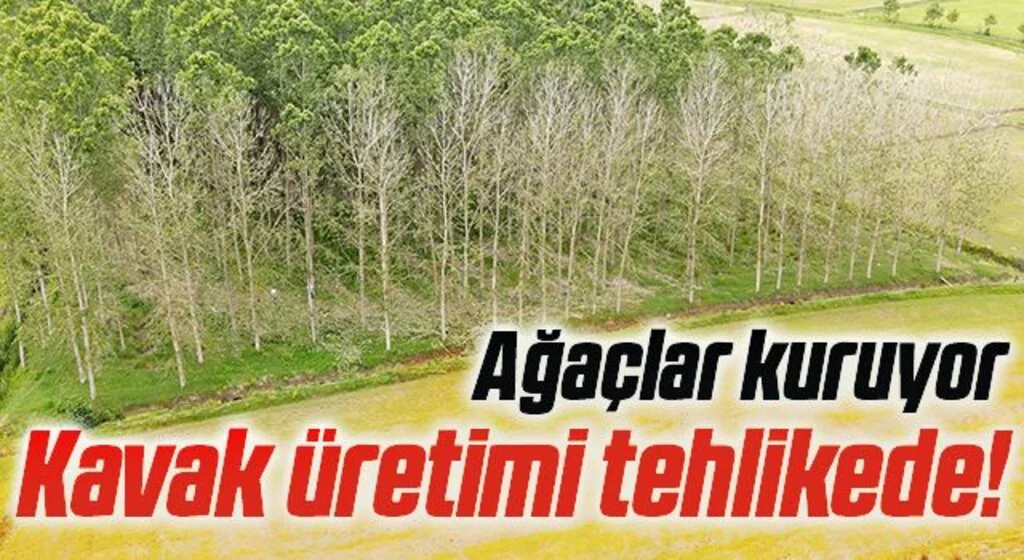 Kavak üretimi tehlikede: Ağaçlar kuruyor