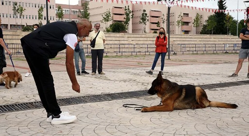 Köpek eğitmenliği kursu başladı