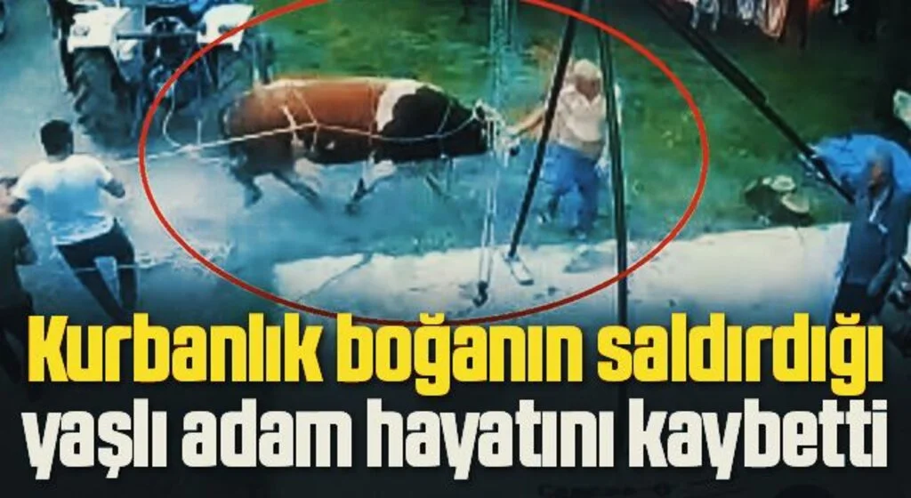 Kurbanlık boğanın saldırdığı yaşlı adam hayatını kaybetti