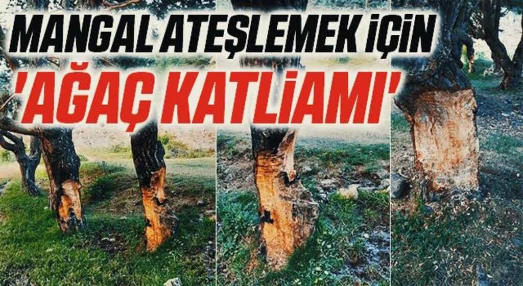Mangal ateşlemek için 'ağaç katliamı'