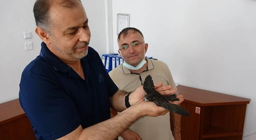 Okul bahçesindeki yaralı ebabil kuşuna öğretmenler sahip çıktı