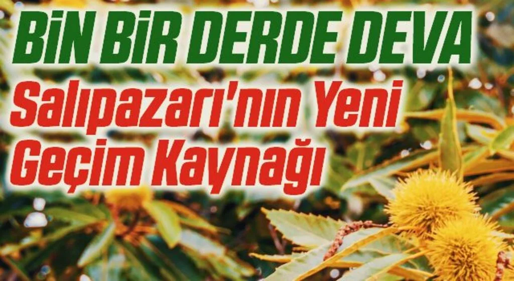 Salıpazarı üreticisine 'kestane çayı' anlatıldı