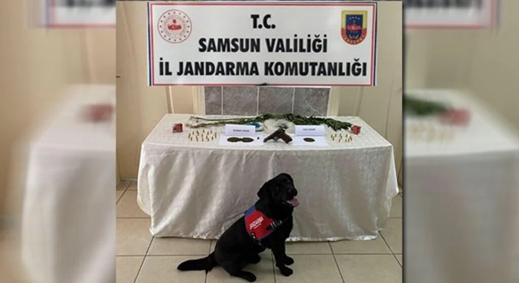 Salıpazarı'nda 68 kök kenevir bitkisi ele geçirildi