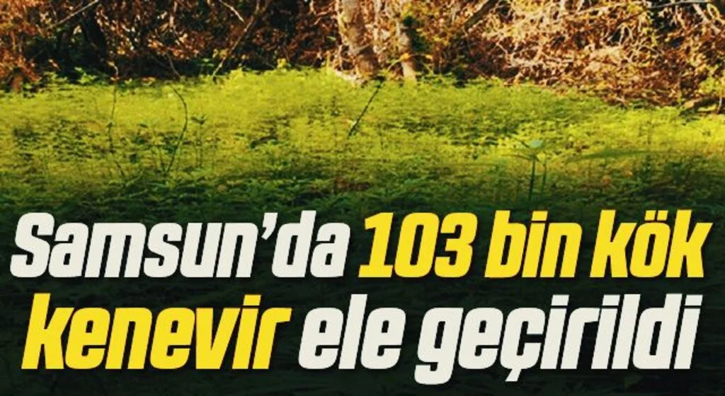 Samsun’da 103 bin 61 kök kenevir ele geçirildi: 2 gözaltı