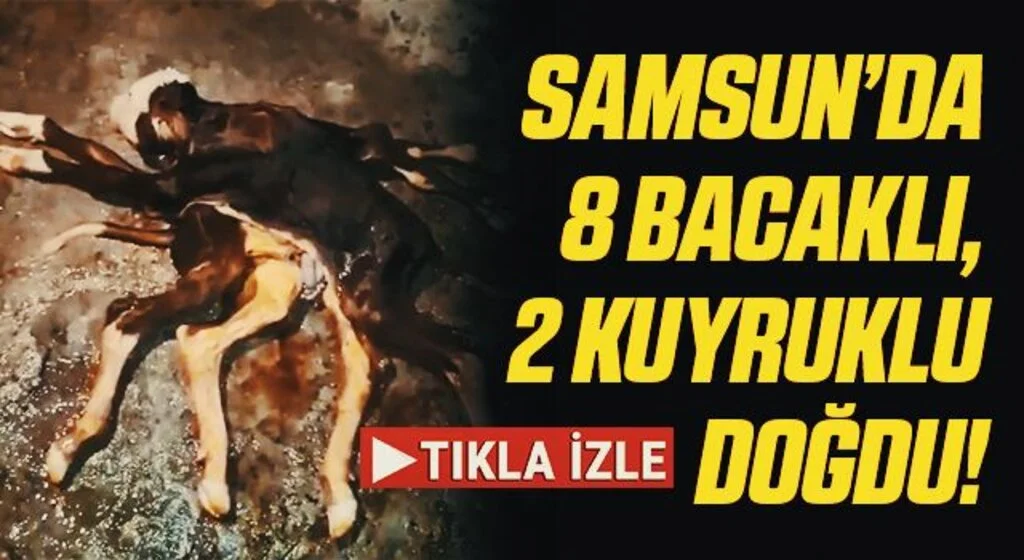 Samsun’da 8 bacaklı, 2 kuyruklu buzağı doğdu
