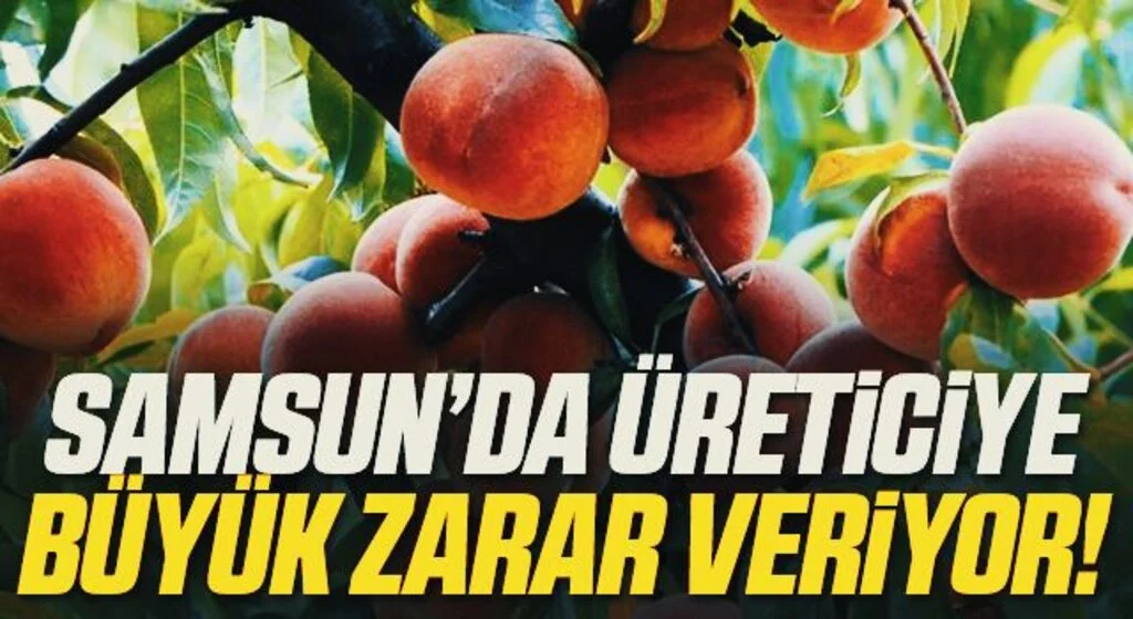 Samsun’da Akdeniz meyve sineği ile mücadele devam ediyor