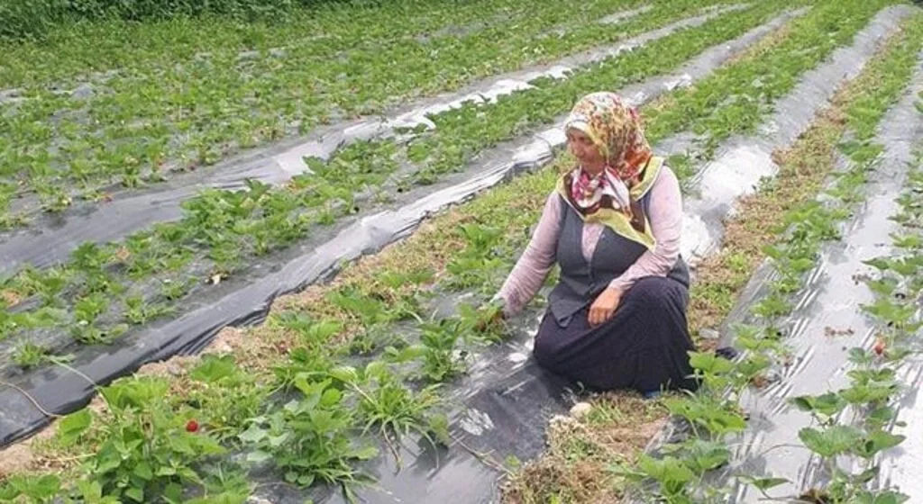 Samsun'da çilek rekoltesi artıyor