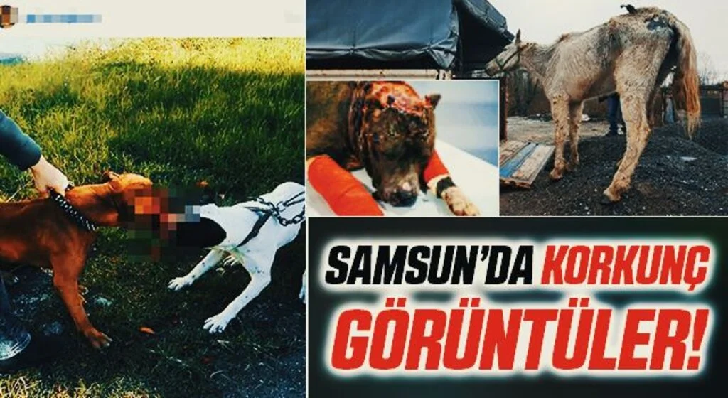 Samsun'da Korkunç Görüntüler! Hayvanlara işkence yapanlara ceza yağdı