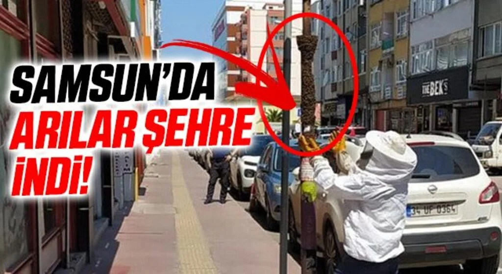 Samsun'da Şehre inen arılara zabıta ekipleri müdahale etti